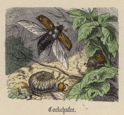 Maikäfer von Friedrich Specht