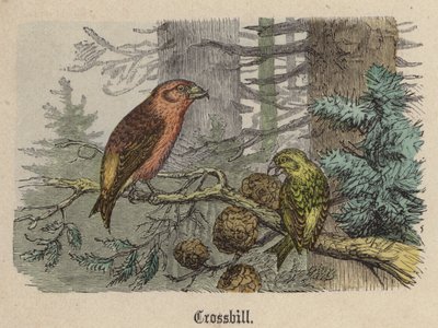 Kreuzschnabel von Friedrich Specht