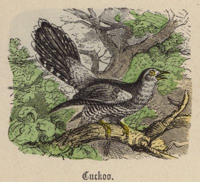Kuckuck von Friedrich Specht