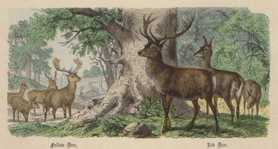 Damhirsch, Rothirsch von Friedrich Specht