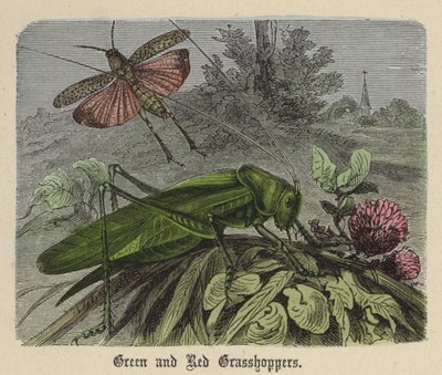 Grüne und rote Heuschrecken von Friedrich Specht
