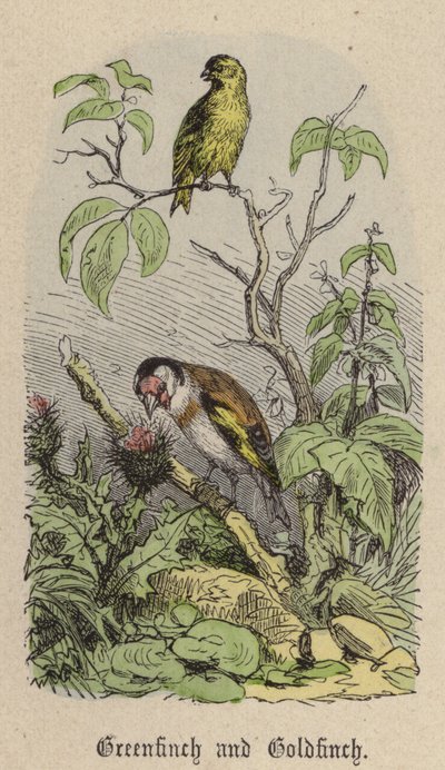 Grünfink und Stieglitz von Friedrich Specht