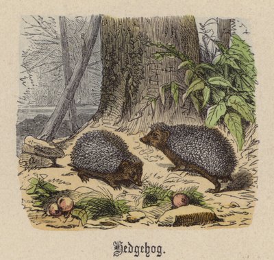 Igel von Friedrich Specht