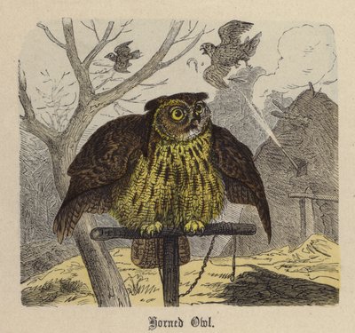 Uhu (kolorierte Gravur) von Friedrich Specht