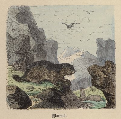Murmeltier von Friedrich Specht