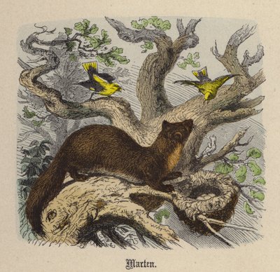 Marder (kolorierte Gravur) von Friedrich Specht