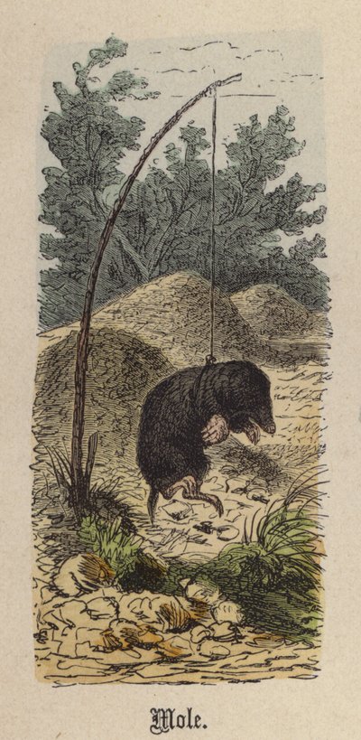 Maulwurf von Friedrich Specht