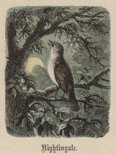 Nachtigall von Friedrich Specht