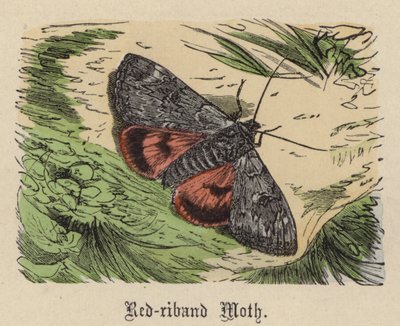 Rotbandfalter (kolorierte Gravur) von Friedrich Specht