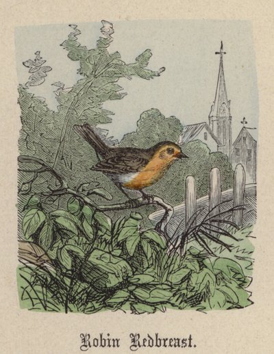 Rotkehlchen (kolorierte Gravur) von Friedrich Specht