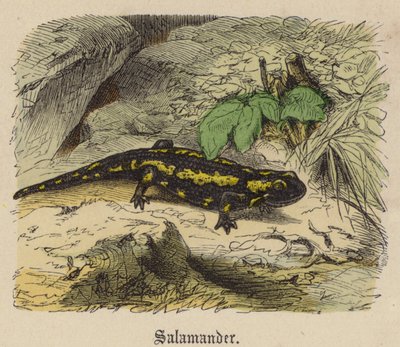 Salamander von Friedrich Specht