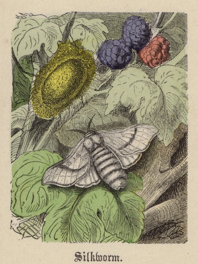 Seidenraupe (farbiger Stich) von Friedrich Specht