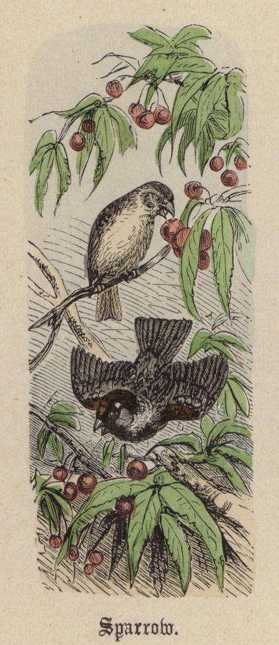 Spatz von Friedrich Specht