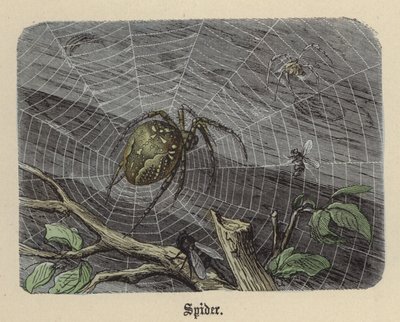 Spinne von Friedrich Specht