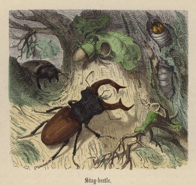 Hirschkäfer von Friedrich Specht