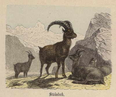 Steinbock von Friedrich Specht