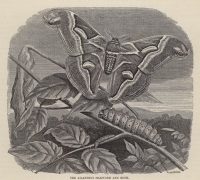 Der Ailanthus-Seidenwurm und die Motte (Stich) von Friedrich Specht