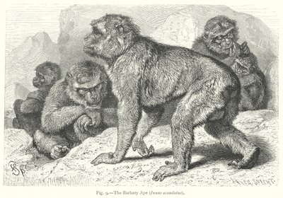 Der Berberaffe (Inuus Ecaudatus) von Friedrich Specht