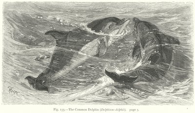 Der Gemeine Delfin (Delphinus Delphis) (Gravur) von Friedrich Specht