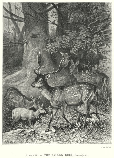 Das Damwild (Dama Vulgaris) von Friedrich Specht