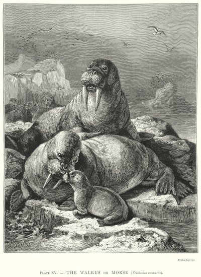 Das Walross oder Morse (Trichechus Rosmarus) von Friedrich Specht