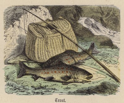 Forelle (kolorierte Gravur) von Friedrich Specht