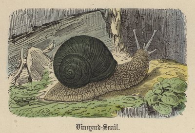 Weinbergschnecke (kolorierte Gravur) von Friedrich Specht