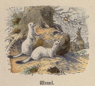 Wiesel von Friedrich Specht