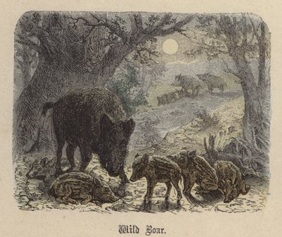 Wildschwein von Friedrich Specht