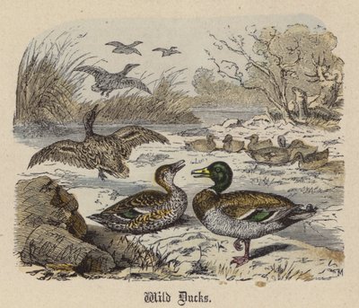 Wildenten von Friedrich Specht