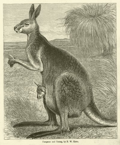 Känguru und Junges (Gravur) von Friedrich Wilhelm Keyl