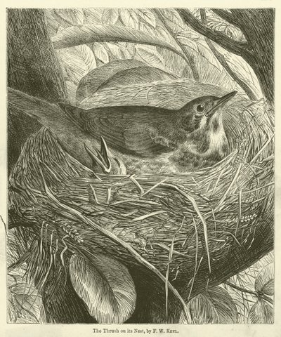 Die Drossel auf ihrem Nest (Gravur) von Friedrich Wilhelm Keyl