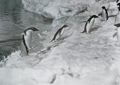 Pinguine springen auf den Eisfuß, ca. 1911, 1913 von G. Murray Levick