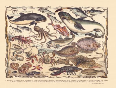 Seite 16: Quallen, Schweinswale, Heringe, Thunfische, Makrelen, Haie, Meeräschen, Oktopusse, Sardinen, Hummer, Tintenfische, Kabeljau, Steinbutt, Bartfische, Krabben, Einsiedlerkrebse, Austern, Jakobsmuscheln, Seesterne, Kacheln, Rochen, Seezungen, Hummer, von Gabriel Gostiaux