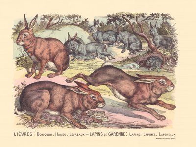 Seite 12: Hasen: Buch, Hasen, Lippen Garenne-Kaninchen: Kaninchen, Kaninchen, Kaninchen von Gabriel Gostiaux