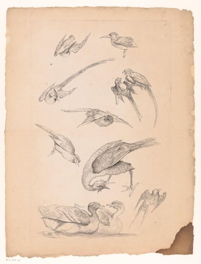 Elf chinesische Vögel, darunter Enten und Papageien von Gabriel Huquier (attributed to)