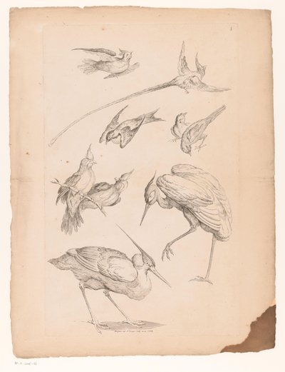 Neun chinesische Vögel, darunter ein Reiher und möglicherweise Paradiesvögel von Gabriel Huquier