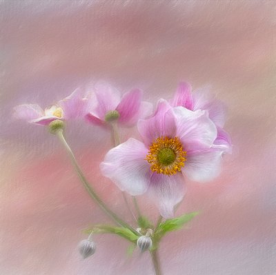 Zarte Rosa Blüten von Gaille Gray