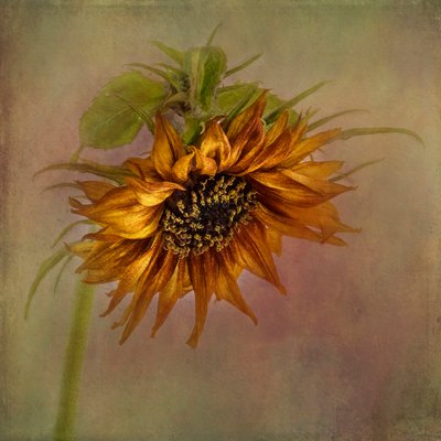 Goldener Herbst Sonnenblume von Gaille Gray