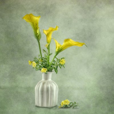 Weiche gelbe Calla-Lilien von Gaille Gray