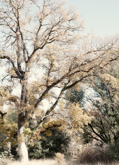 Goldener Herbstwald von Gemma Bardot