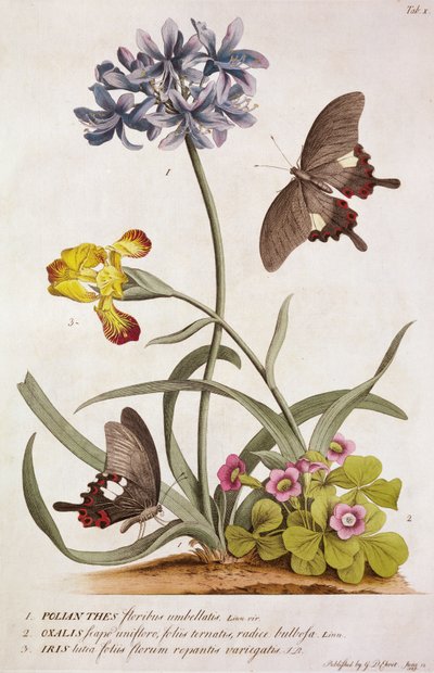 Agapanthus africanus, Iris variegata und eine Art von Oxalis, aus "Plantae et Papiliones Rariores", 1749 von Georg Dionysius Ehret
