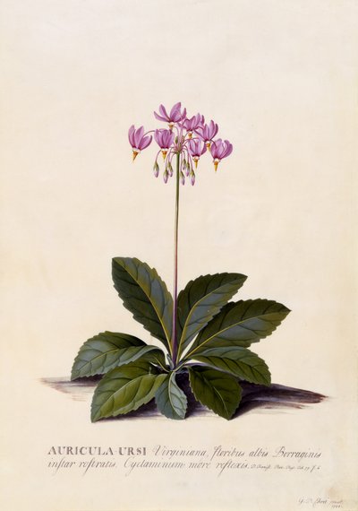 Aricula ursi, Shooting Star, ca. 1744 von Georg Dionysius Ehret