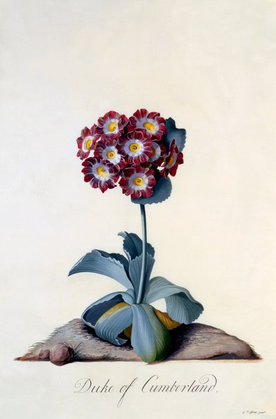 Aurikel Herzog von Cumberland, ca. 1743 handkolorierte Gravur von "Georg Dionysius Ehret