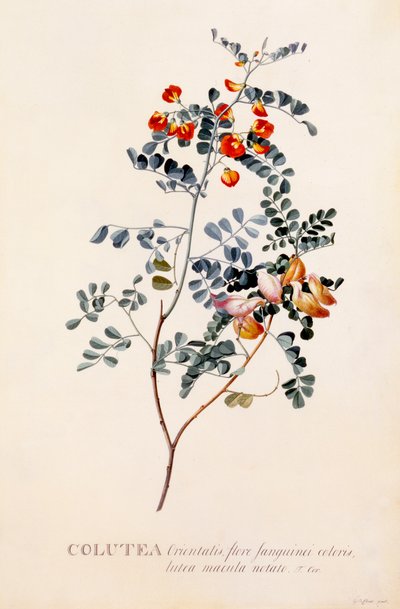 Colutea, handkolorierter Stich von "Georg Dionysius Ehret