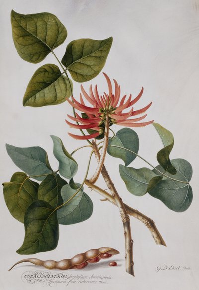 Korallenbaum von Georg Dionysius Ehret