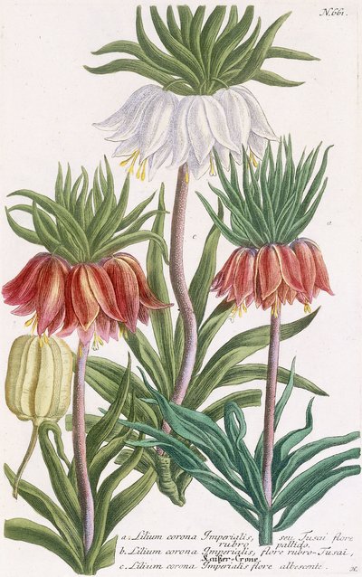Lilium corona Imperialis von Georg Dionysius Ehret