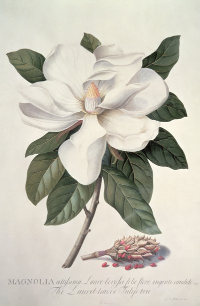 Magnolie von Georg Dionysius Ehret