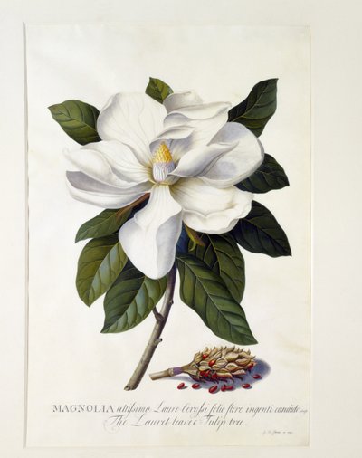 Magnolia grandiflora, ca. 1743 von Georg Dionysius Ehret