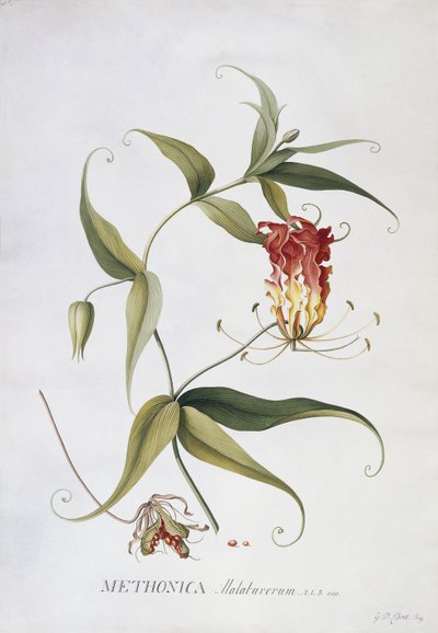 Methonica von Georg Dionysius Ehret